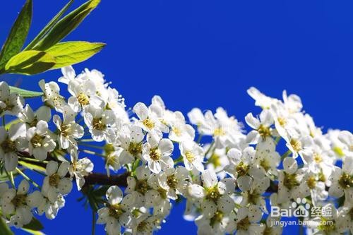 繡線菊怎么養護最合適呢？