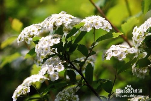 繡線菊怎么養護最合適呢？