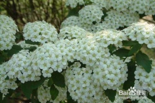 繡線菊怎么養護最合適呢？