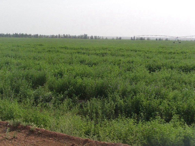 國產苜蓿 國產苜蓿