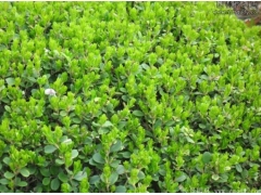 小葉黃楊樹苗多少錢一棵？