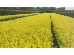 金葉女貞小苗價格哪里便宜？