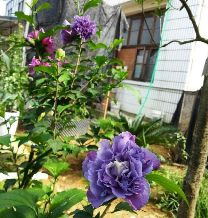 木槿 庭院3.jpg