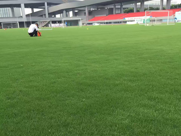 百慕大草坪球場(chǎng)圖片 百慕大草坪球場(chǎng)圖片