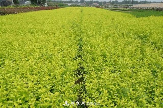 值得收藏！這些全國著名苗木產地你知道幾個？