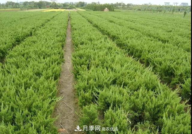 值得收藏！這些全國著名苗木產地你知道幾個？