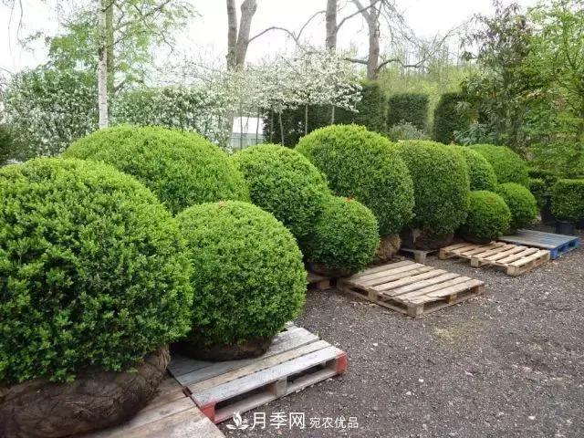 值得收藏！這些全國著名苗木產地你知道幾個？