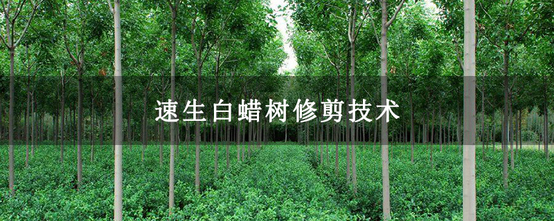 速生白蠟樹修剪技術(shù) 速生白蠟樹修剪技術(shù)