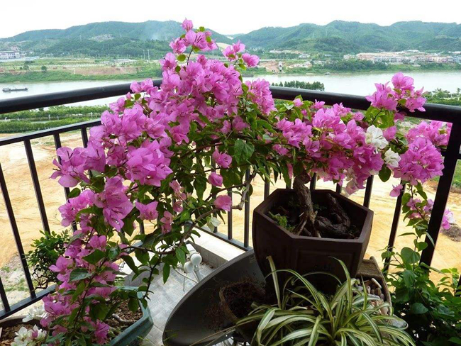 室內(nèi)三角梅不開(kāi)花解決方法.jpg