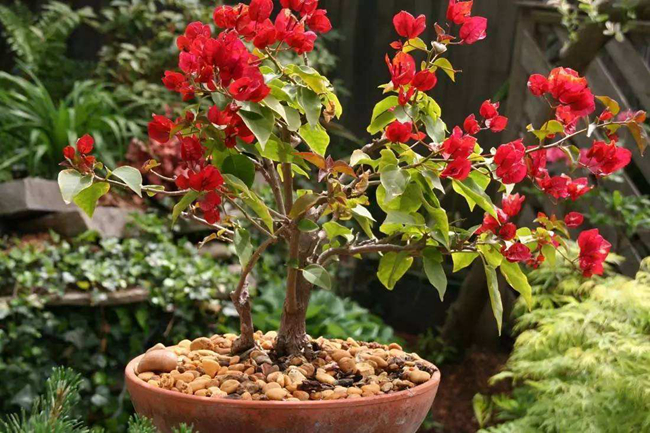 三角梅不開(kāi)花解決方法.jpg