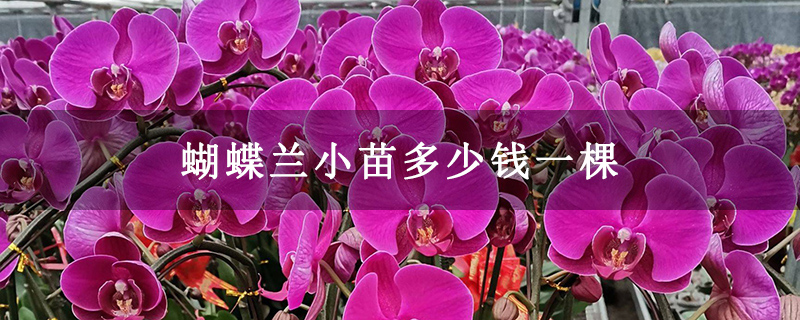 蝴蝶蘭小苗多少錢一棵 蝴蝶蘭小苗多少錢一棵