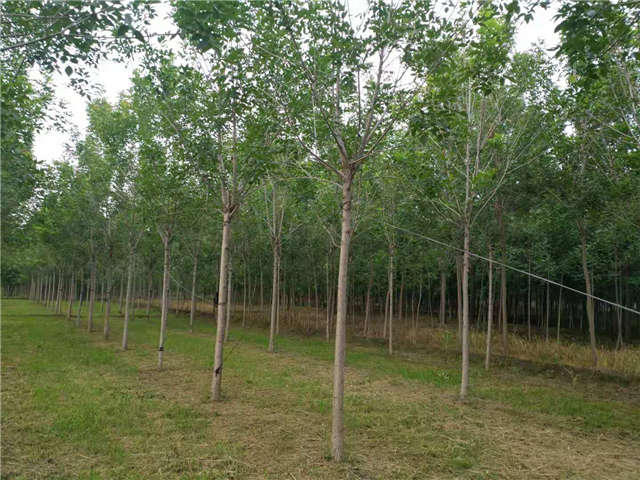 沭陽(yáng)長(zhǎng)景園林速生白蠟種植基地實(shí)拍圖片 沭陽(yáng)長(zhǎng)景園林速生白蠟種植基地實(shí)拍圖片