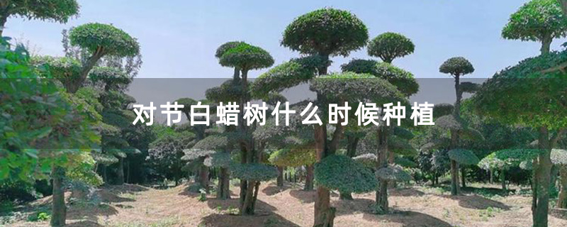 對(duì)節(jié)白蠟景觀樹(shù)