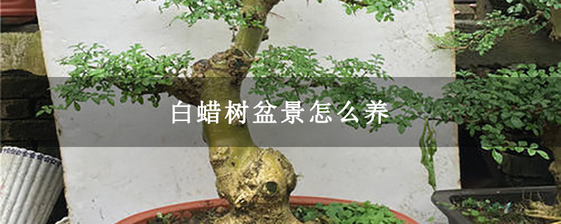 白蠟樹盆景怎么養