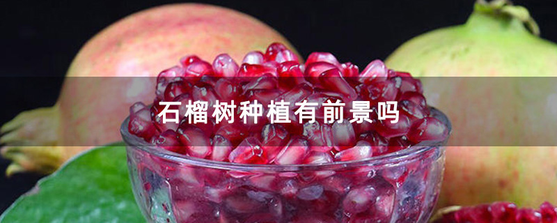 石榴籽
