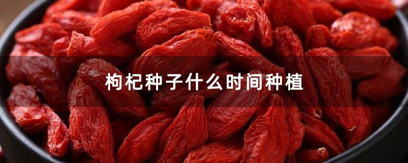 干枸杞