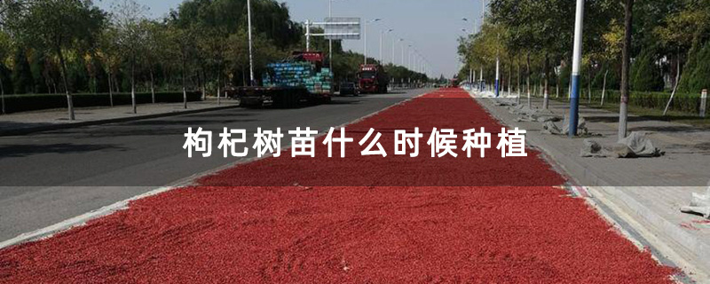 曬枸杞 曬枸杞