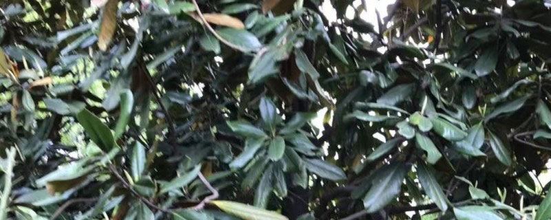 7公分廣玉蘭多少錢一棵