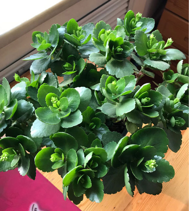 長(zhǎng)壽花 長(zhǎng)壽花