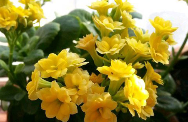 長(zhǎng)壽花 長(zhǎng)壽花