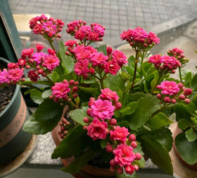 長(zhǎng)壽花 長(zhǎng)壽花
