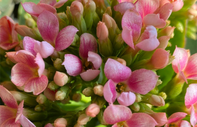 長(zhǎng)壽花 長(zhǎng)壽花