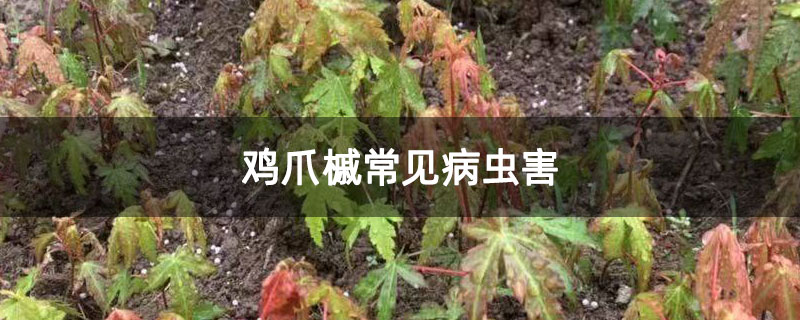 雞爪槭常見(jiàn)病蟲(chóng)害