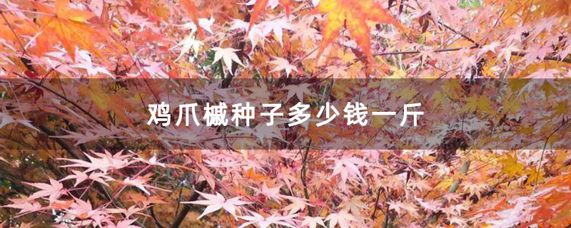 秋天的雞爪槭