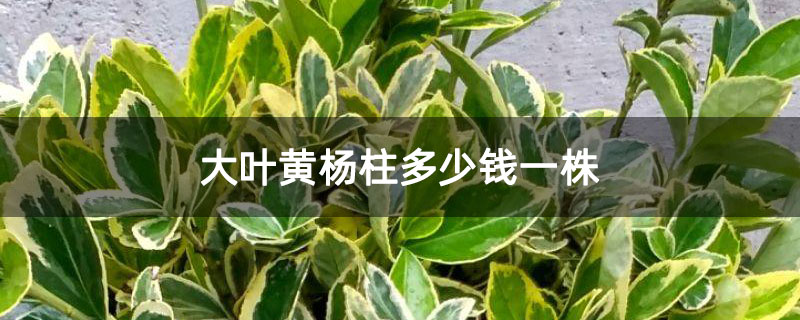 大葉黃楊柱多少錢(qián)一株