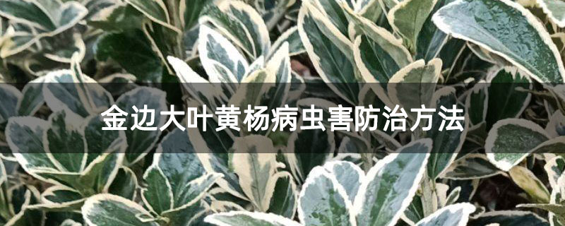 金邊大葉黃楊病蟲害防治方法 金邊大葉黃楊病蟲害防治方法