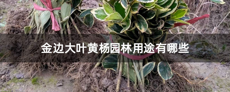 金邊大葉黃楊園林用途有哪些 金邊大葉黃楊園林用途有哪些