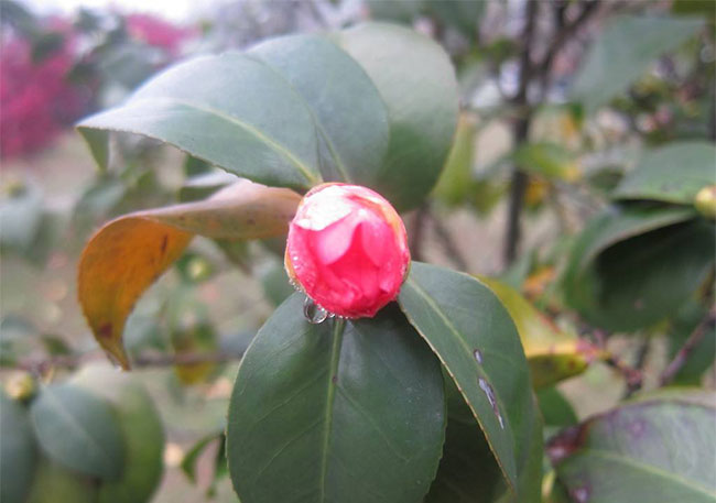 茶花