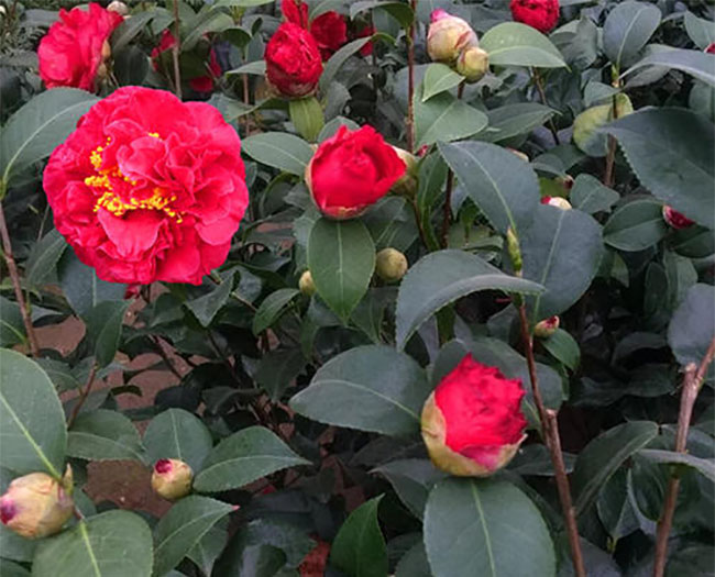 茶花