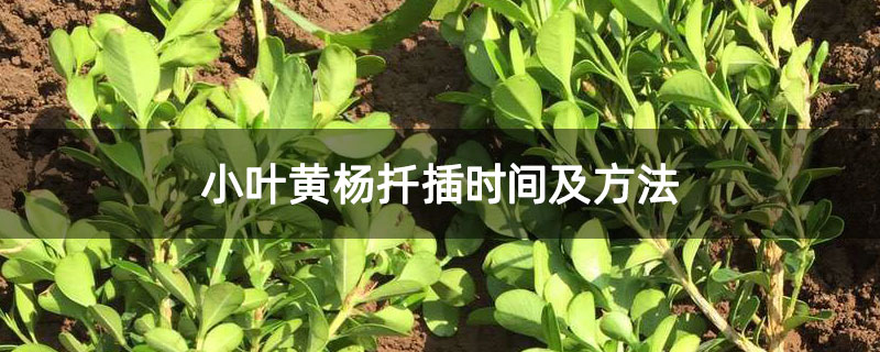 小葉黃楊扦插時(shí)間及方法