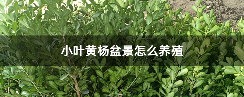 小葉黃楊盆景怎么養(yǎng)殖 小葉黃楊盆景怎么養(yǎng)殖