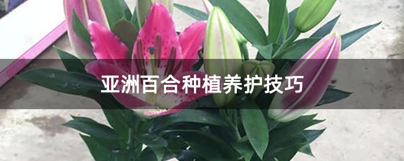 亞洲百合種植養(yǎng)護技巧