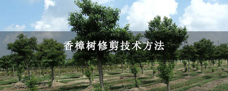 香樟樹修剪技術方法 香樟樹修剪技術方法