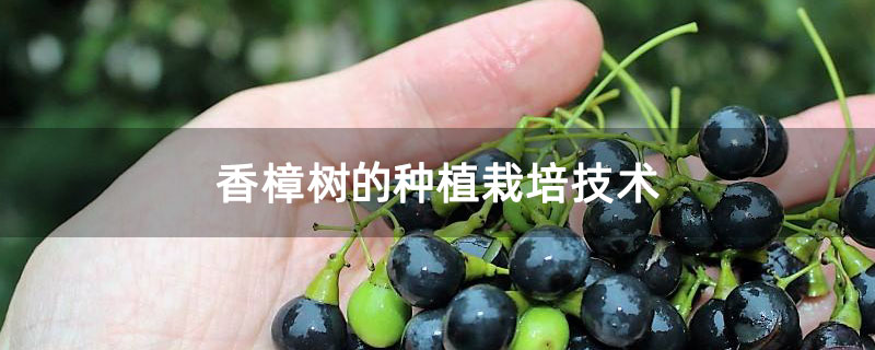 香樟樹(shù)的種植栽培技術(shù)