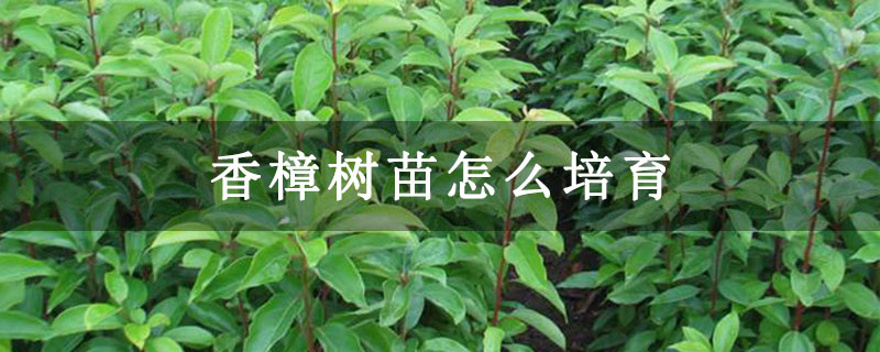 香樟樹苗怎么培育