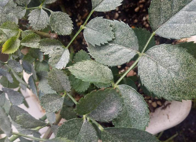 月季紅蜘蛛怎么防治？