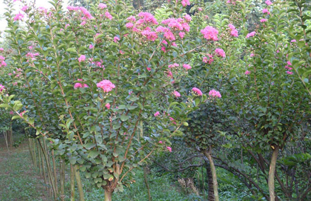 紫薇養(yǎng)殖2.jpg
