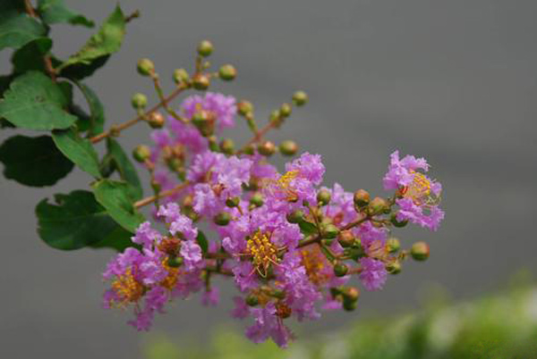 紫薇花