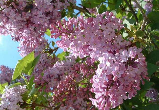 丁香花花語 丁香花花語