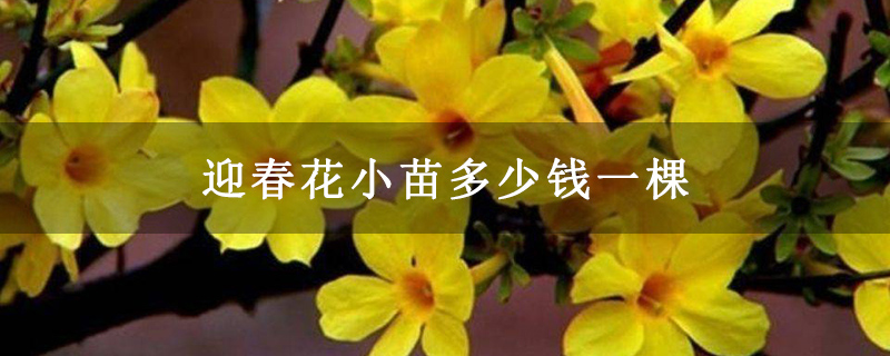 迎春花小苗多少錢(qián)一棵
