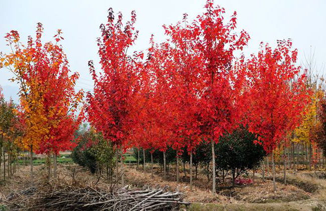 美國紅楓