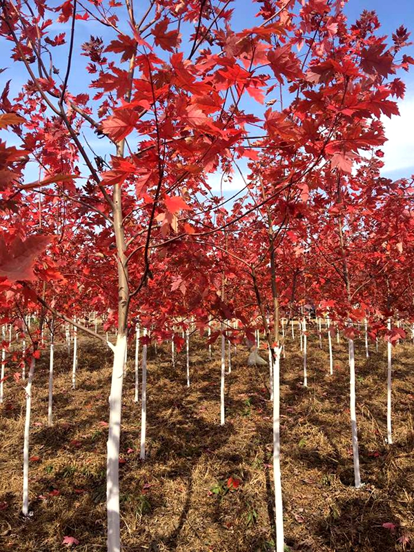 美國紅楓圖片-12181044.jpg