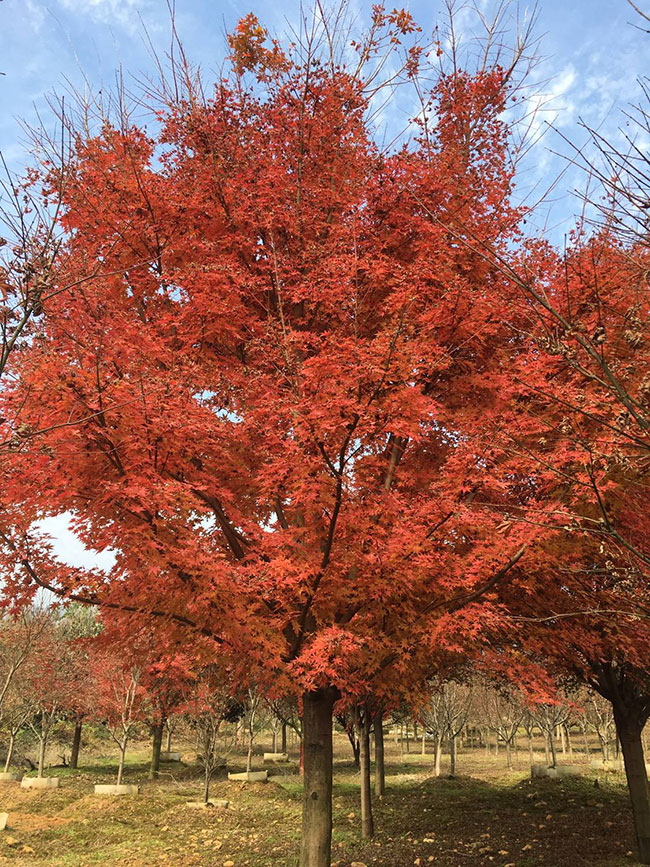 紅楓樹苗多少錢一棵?2020年紅楓樹苗價格最新價格