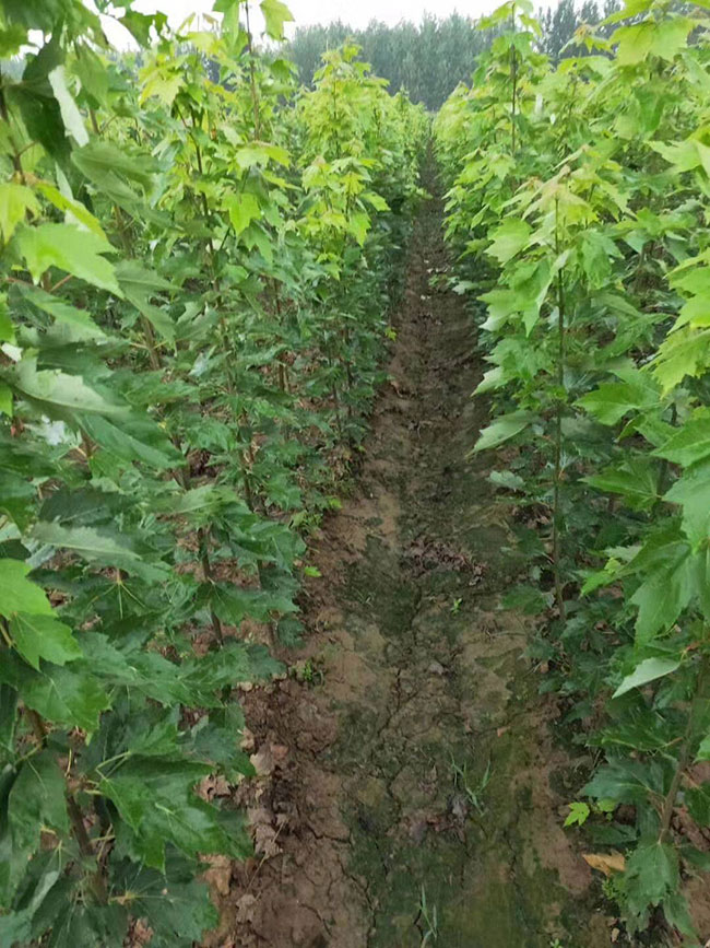 紅楓多久澆一次水?紅楓澆水的正確方法