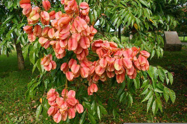 欒樹開花