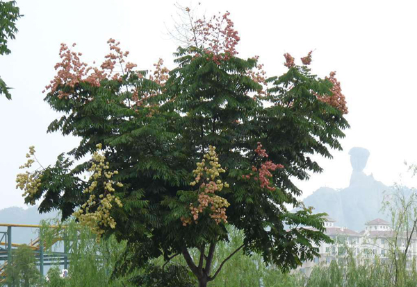 欒樹